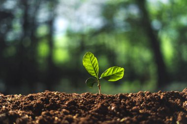 Küçük ağaç konsepti ve ağaç dikimi Yerde küçük ağaçlar