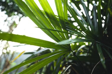 Koyu yeşil yaprakların yakın plan siyah arkaplan