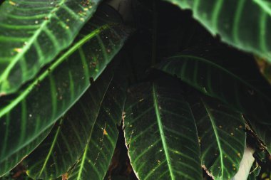 Koyu yeşil yaprakların yakın plan siyah arkaplan