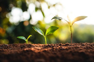 Büyüyen ağaç genç bitki Akşamları doğal ışık