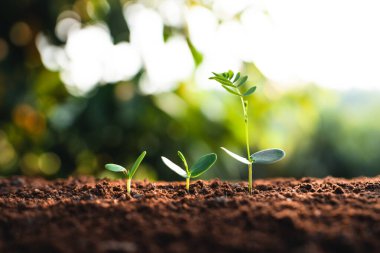 Büyüyen ağaç genç bitki Akşamları doğal ışık