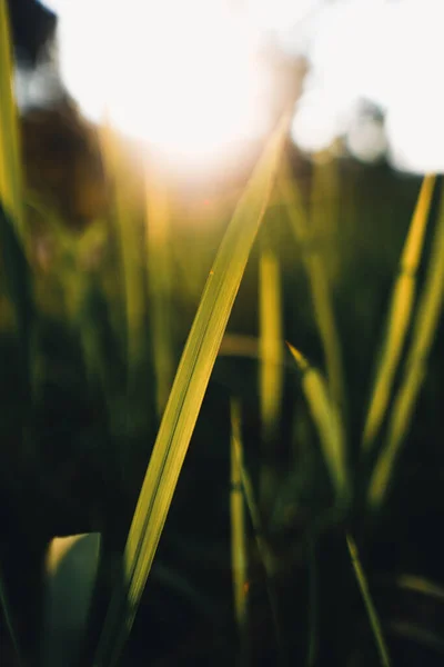 Prado Con Sol Noche Verano Flores Hierba — Foto de Stock