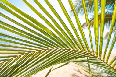 Kumsalda ve hindistan cevizi ağaçlarında Hindistan cevizi yaprakları ve kumsalda hindistan cevizi ağaçları