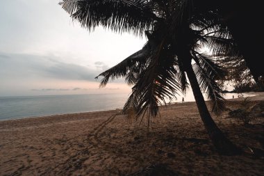 Kumsalda ve hindistan cevizi ağaçlarında Hindistan cevizi yaprakları ve kumsalda hindistan cevizi ağaçları