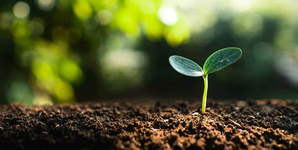 Young Trees Growing Soil Nature Evening — Stock Photo, Image