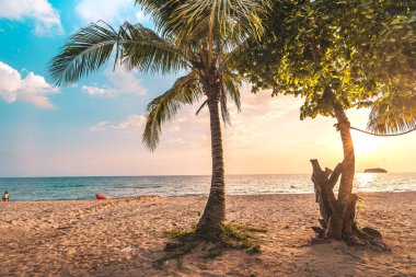 Akşamları kumsal ve hindistan cevizi ağaçları Tropiklerde