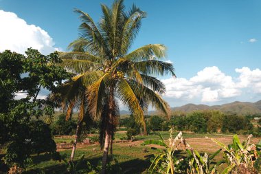 Sahada Mavi Gökyüzüne Karşı Palmiye Ağacı Düşük Açı Görünümü