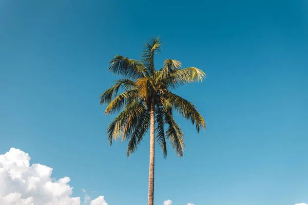 Low Angle View Palm Tree Blue Sky Field — Stock Photo, Image