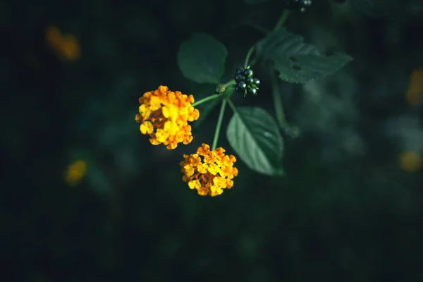 Primer Plano Hojas Verdes Oscuras Fondo Negro — Foto de Stock