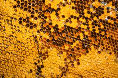 Arı yuvası ile bal peteği deseni