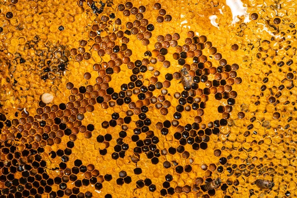 honeycomb pattern with Bee nest