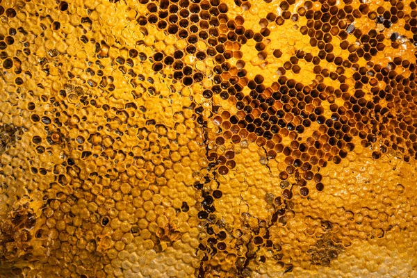 Honeycomb Pattern Bee Nest — Stock Photo, Image