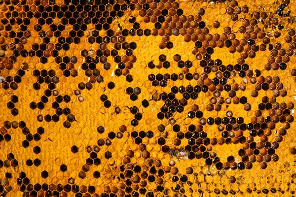 honeycomb pattern with Bee nest