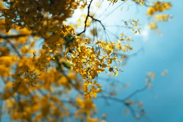 Keltaiset Kukat Kesällä Kirkas Taivas Tilalla — kuvapankkivalokuva