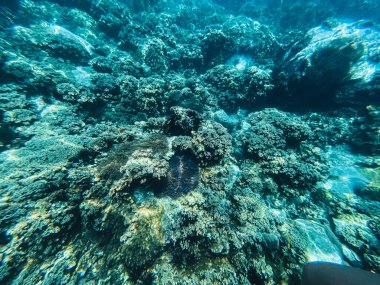 Dalış denizinde seyahat et Açık mavi deniz
