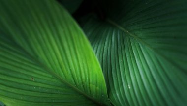 Yeşil Koyu Yaprak 'ı doğal ormanda bırakır.