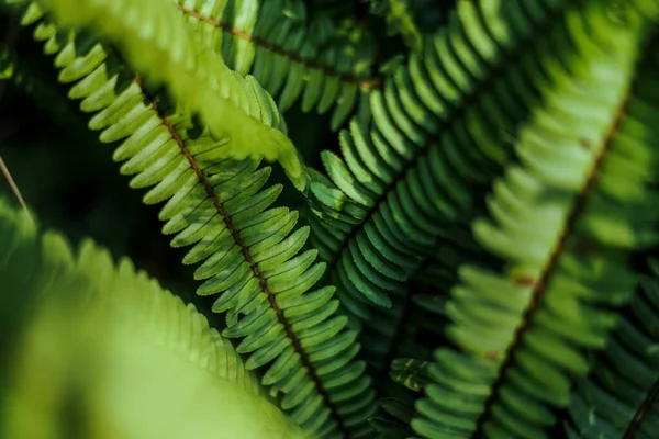 Daun Hijau Detail Daun Hitam Hutan Alami — Stok Foto