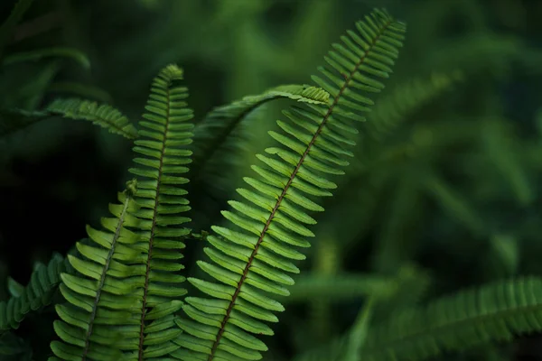 Hojas Verdes Hoja Oscura Detalle Bosque Natural — Foto de Stock