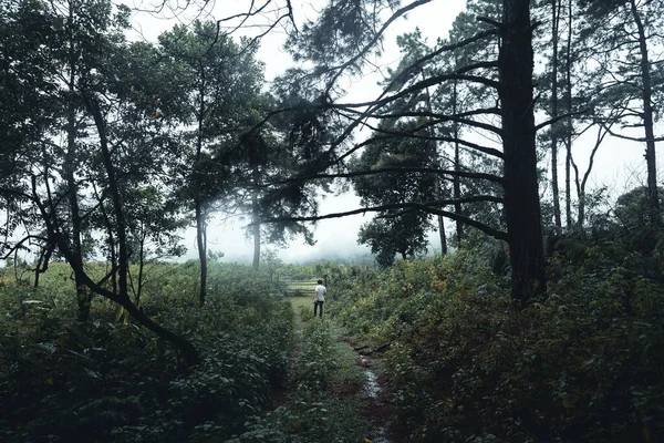 Дерева Тумані Дим Лісі Вранці — стокове фото