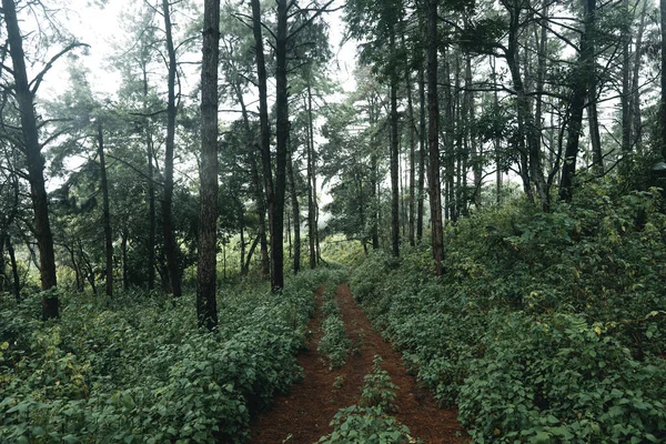 Siste ağaçlar. Sabahları ormandaki duman.