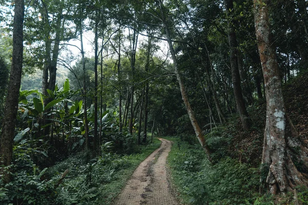 Cesta Venkovské Vesnice Tropickém Lese — Stock fotografie