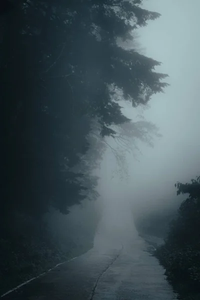 Drzewa Mgle Rano Dym Lesie — Zdjęcie stockowe