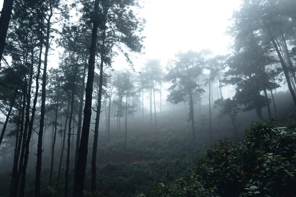 Des Arbres Dans Brouillard Fumée Dans Forêt Matin — Photo