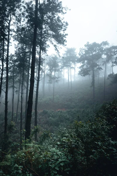 Árvores Nevoeiro Fumaça Floresta Pela Manhã — Fotografia de Stock