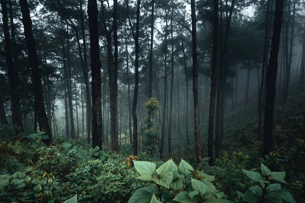 Árvores Nevoeiro Fumaça Floresta Pela Manhã — Fotografia de Stock