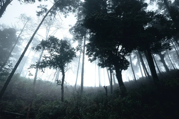 Bäume Nebel Der Rauch Wald Morgen — Stockfoto