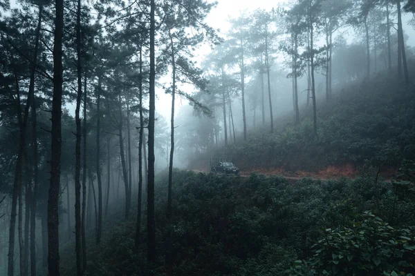 Alberi Nella Nebbia Fumo Nella Foresta Mattino — Foto Stock