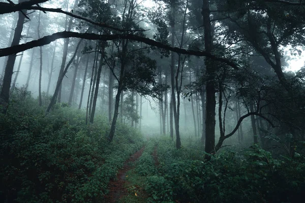 Árvores Nevoeiro Fumaça Floresta Pela Manhã — Fotografia de Stock