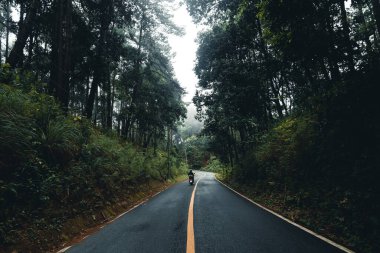 Ormanda yol yağmurlu mevsim doğa ağaçları ve sis yolculuğu