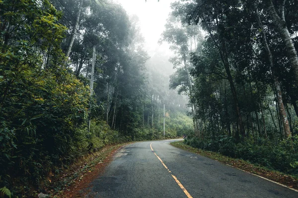 森の中の道路雨季の自然林と霧の旅 — ストック写真