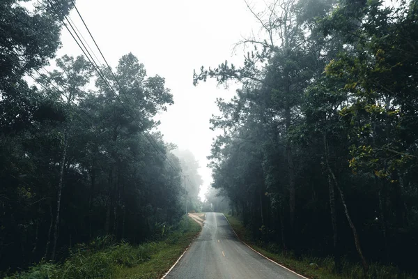 Weg Het Bos Regenseizoen Natuur Bomen Mist Reizen — Stockfoto