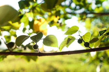 Yaz akşamı arka planında yeşil yapraklar