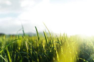 Yaz akşamı arka planında yeşil çayır