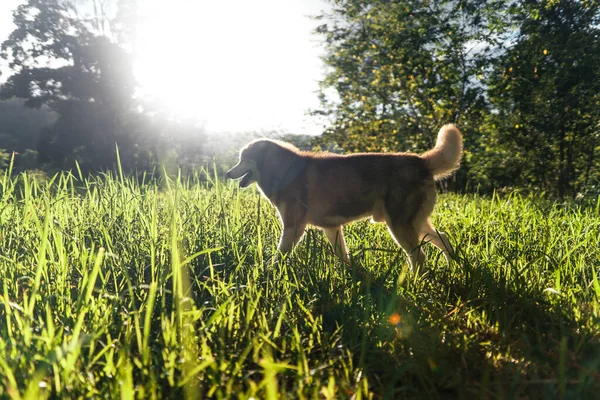 Perro Noche Verde Prado Verano —  Fotos de Stock