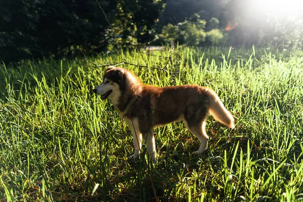 Perro Noche Verde Prado Verano —  Fotos de Stock