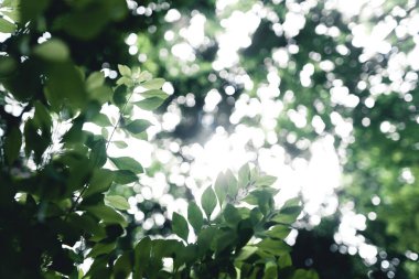 İlkbaharda kayın ormanının alçak açılı görüntüsü