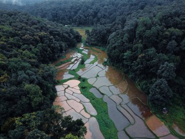 Ormandaki pirinç tarlaları yağmur mevsimi yetiştiriyor.