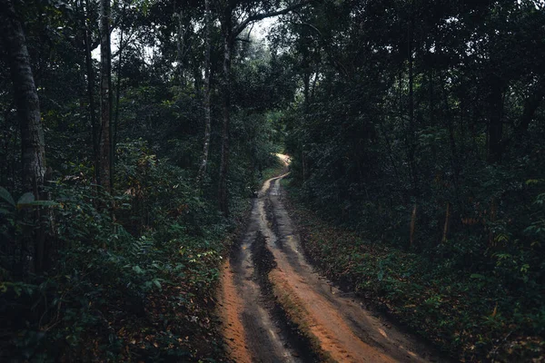 Брудна Дорога Ліс Тропічній Долині — стокове фото
