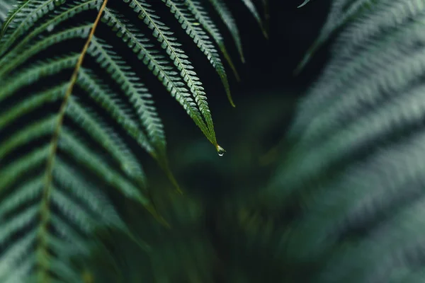 Dark fern leaves in the tropical rainy