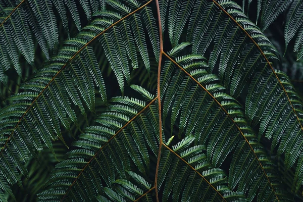 Hojas Helecho Oscuro Lluvia Tropical —  Fotos de Stock