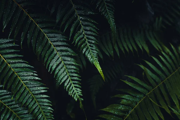Tmavé Kapradinové Listy Tropickém Dešti — Stock fotografie
