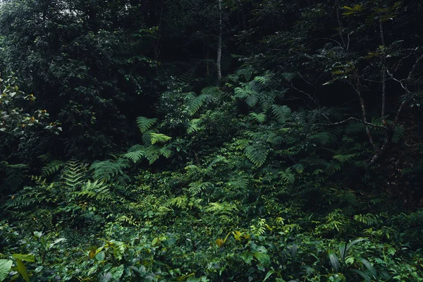 Tmavé Kapradinové Listy Tropickém Dešti — Stock fotografie
