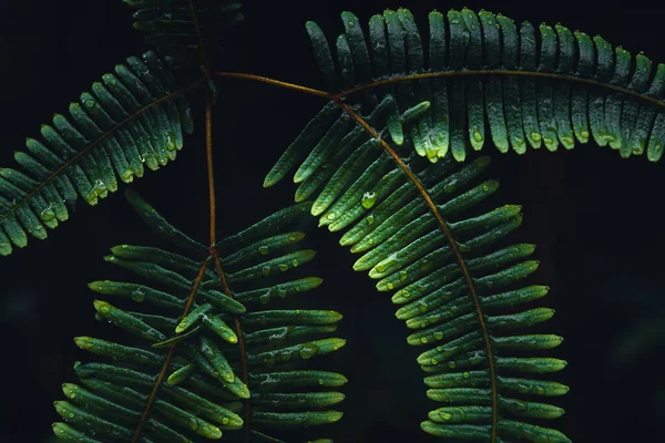 Dark Fern Leaves Tropical Rainy — Stock Photo, Image