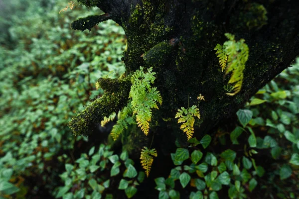 Arbres Fougères Dans Journée Pluvieuse Forêt Verte — Photo