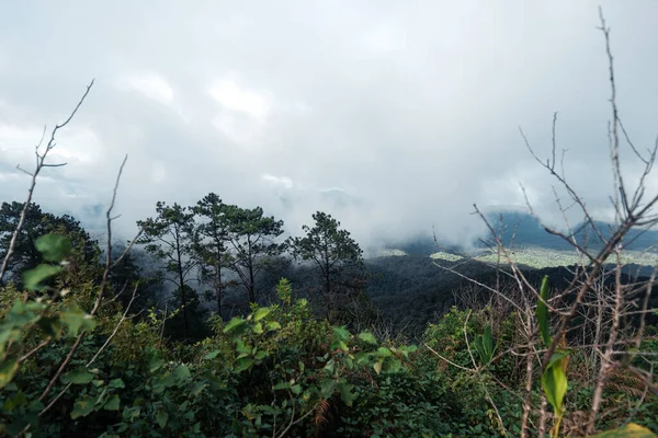 Árboles Helechos Día Lluvioso Bosque Verde — Foto de Stock