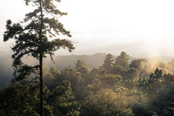 Árboles Helechos Día Lluvioso Bosque Verde —  Fotos de Stock